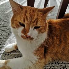 I have decided to document them until his lips nose and eyes are completely black (the freckles spread). Our Orange Cat Has Lentigo Simplex A Genetic Condition Common In Orange And Calico Cats That Causes Black Spots To Appear On The Nose And Lips This Boy Is Now About