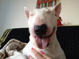 Okay You Come Live With Me And I Shall Name You Target Yup Animal Lover Mans Best Friend Bull Terrier