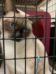 Maybe you would like to learn more about one of these? Dream Animal Rescue 19 Photos 25 Reviews Animal Shelters Mission Viejo Ca Phone Number