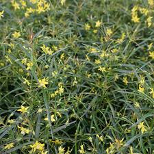 Image result for Lysimachia angustiloba
