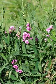 Image result for Lathyrus hirsutus