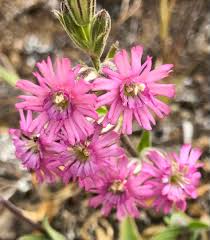 Image result for Silene kiwuensis