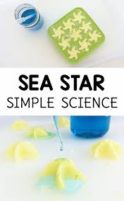 It's full of ocean activities for preschoolers, including printable ocean theme lesson. Frozen Sea Star Simple Science For Kids