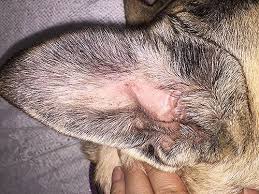 The Secret To Getting Rid Of Ear Infections In Your Dog At Home Dogs Ears Infection Dog Shaking Dogs