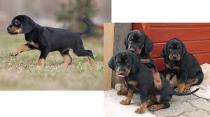 Look at pictures of black and tan coonhound puppies who need a home. Austrian Black And Tan Hound Price Temperament Life Span