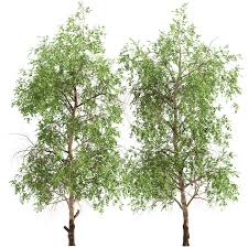 This species is native to the chicago region according to swink and wilhelm's plants of the chicago region, with. Set Of American Sycamore Trees Platanus Occidentalis 2 Trees 3d Model Download 3d Model Set Of American Sycamore Trees Platanus Occidentalis 2 Trees 115038 3dbaza Com