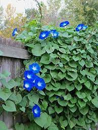 Robot Check Blue Morning Glory Morning Glory Flowers Morning Glory Seeds