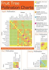 Pear Tree Pollination Chart Related Keywords Suggestions