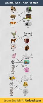 Animal And Their Homes Animals And Their Homes Animal House Names Animals