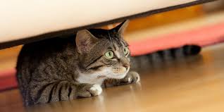 We make cats vomit by feeding them a substance that is irritating, but not damaging, to the stomach. Anxious Cats International Cat Care
