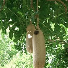The hard, grey fruit of the sausage tree has a thin skin covering a firm, fibrous fruit pulp containing numerous small seeds. Kigelia Africana Seeds Sausage Tree For Sale