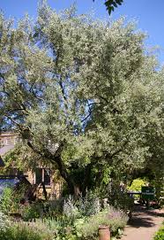 Image result for Olea capensis