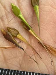 Image result for Rhynchosia congensis