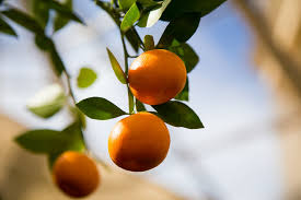 There is a lot of marketing noise to cut through, but at the end of the day a well designed grow light provides a 1:1 replacement for sunlight and can look nice in your home. 12 Fruit Trees You Can Grow Indoors House Plant Hobbyist