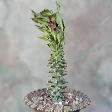 Image result for Monadenium