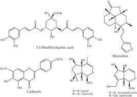 Image result for Tinnea antiscorbutica