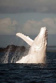White Whales Such As The Recently Spotted Humpback Nicknamed Migaloo Are Rare And Elusive Creatures He S Been Seen Albino Animals White Humpback Whale Whale