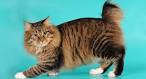 American Bobtail Cats: Everything You Need to Know About ...