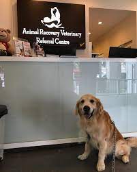 24 hour pet clinic singapore. 11 24 Hour Vets In Singapore Sorted By Location To Bookmark For Emergencies At 3am