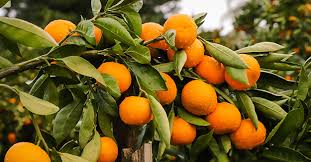 They are very popular and online plants have a great variety for sale. What S The Difference Between Oranges Mandarins Satsumas Clementines Tangerines