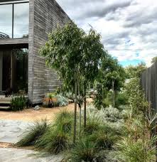 Front garden ideas nz me | garden design ideas photograph by: Landscaping Modern Native Garden Kingsmodern Native Garden King S Landscaping Australian Garden Design Modern Australian Garden Australian Garden
