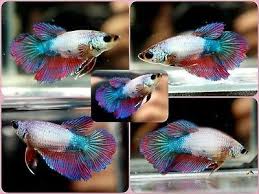 Live Betta Fish Metallic Rainbow Tuxedo Rthm Rosetail Halfmoon Female Fm030 Betta Fish Fish Betta