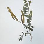 Image result for Tephrosia pumila