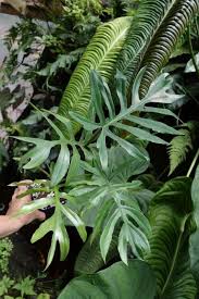 Philodendrons For Sale