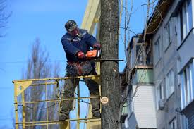 Residential tree service, commercial tree service Home Tree Service Antioch