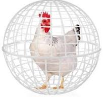 Cage Mobile Boule Plastique Poules Extérieures 3 Pièces Élevage Libre :  Amazon.fr: Animalerie
