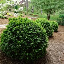 Image result for Buxus