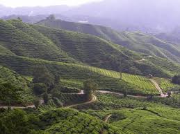 Sungai palas boh tea plantation is a famous tourist attraction in cameron highlands, pahang. Sungai Palas Boh Tea Estate Photo