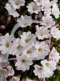 Image result for Falkia