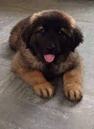 Leonberger Puppies Ipswich Suffolk Pets4homes Leonberger Dog Puppy Leonberger Dog Leonberger Puppy