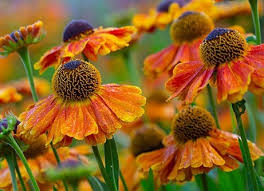 Buy speedwell Veronica 'Shirley Blue'