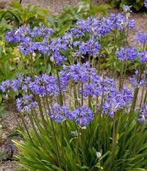 Peter Pan Agapanthus Grows In Zones 8 11 And Has Semi Evergreen Colored Greenery Agapanthus Plant Plants Agapanthus
