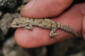 Image result for Kotschya carsonii