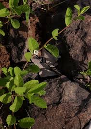 Image result for Ipomoea leucanthemum