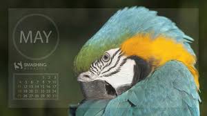 May Bird Of The Month Desktop Wallpaper Calendars May 2014 Wallpaper Bird Design Photo Wallpaper