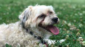 How do you know if your dog has pancreatic cancer? When Your Dog Dies During A Pandemic The Atlantic