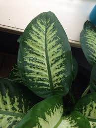Dumb Cane Plant Dieffenbachia Spp This Appears To Be A Dumb Cane Plant One Of The World S Favorite Houseplants Container Plants Shade Garden Plants Plants