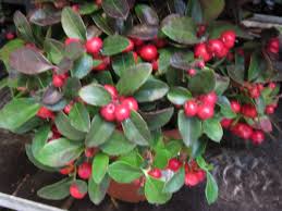 Gaultheria Mit Vielen Beeren Kleinere Pflanze Versand Pflanzen