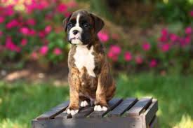 Advice from breed experts to make a safe choice. Miniature Boxer Puppies Lovetoknow