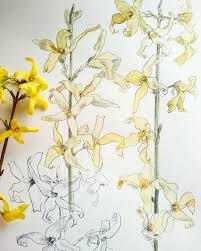 Pin By Catilustre On Art Nature Journaling In 2020 Botanical Drawings Blossoms Art Flower Drawing