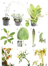 Image result for Kalanchoe velutina