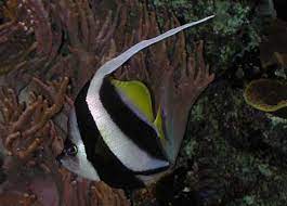 The schooling bannerfish have a smaller snout, bigger eyes and a more rounded breast area. Schooling Bannerfish Wikipedia