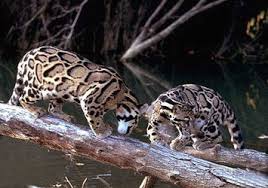 La Panthere Nebuleuse Lesfelins Composé du nom panthère et de l'adjectif nébuleux à cause du pelage évoquant des nuages avec ses larges taches rectangulaires aux rebords sombres. la panthere nebuleuse lesfelins