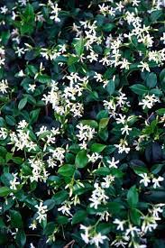 Jasmine Ground Cover Plants Garden Plants Outdoor Plants Fragrant Flowers