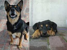 The idea of owning a mix breed dog is an interesting one. German Shepherd Rottweiler Mix The Ultimate Guide