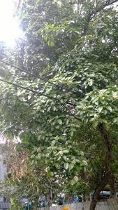 Image result for Volkameria glabra